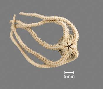 Media type: image;   Invertebrate Zoology OPH-1918 Aspect: ventral